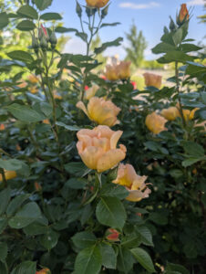 Home apricot rose