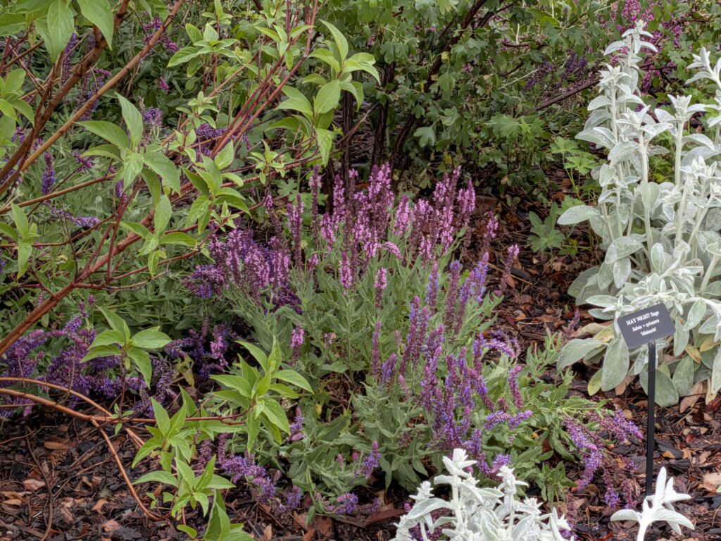 Utah keystone natives Native Plantings