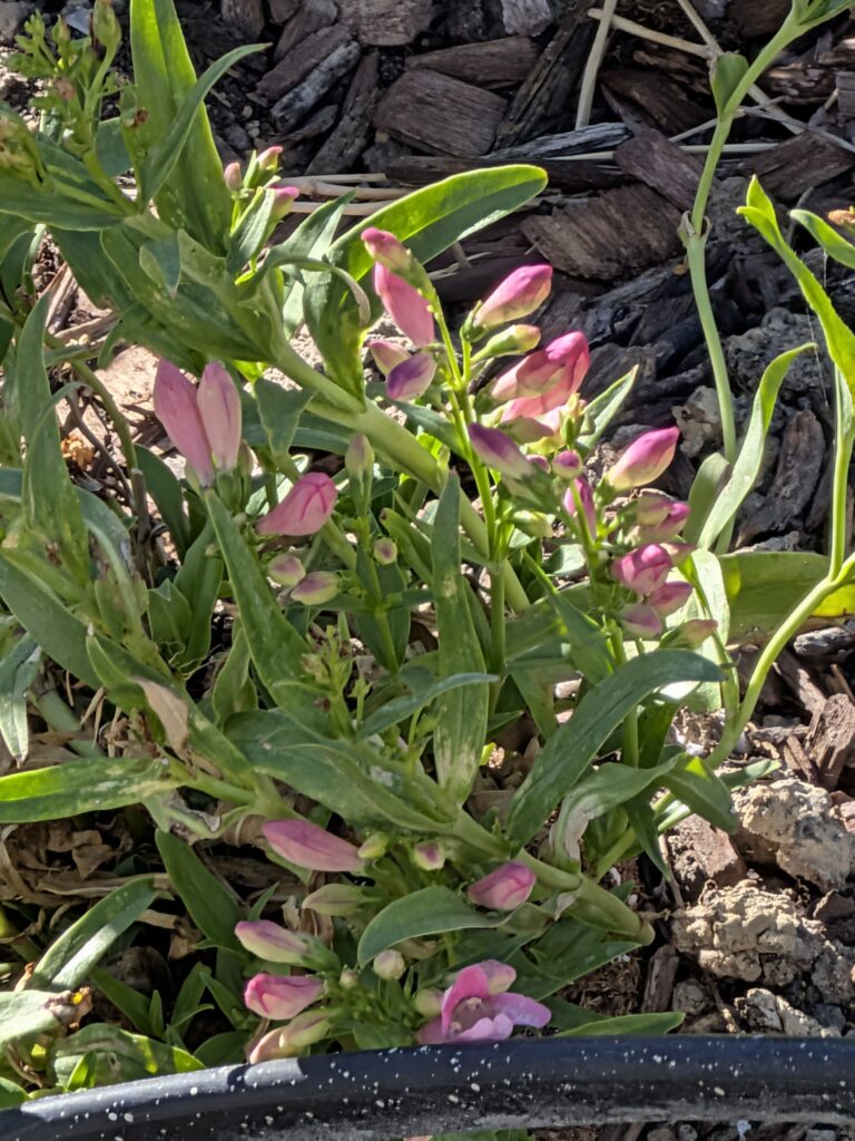 Why native plants matter Native Plants