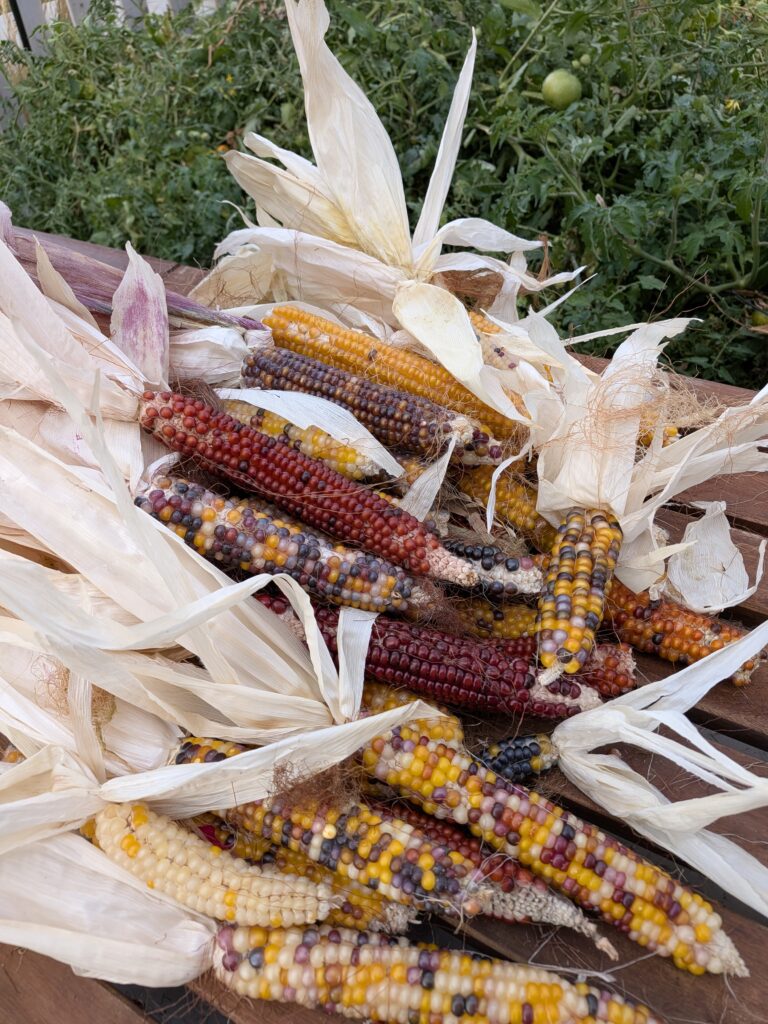 Autumn Harvest